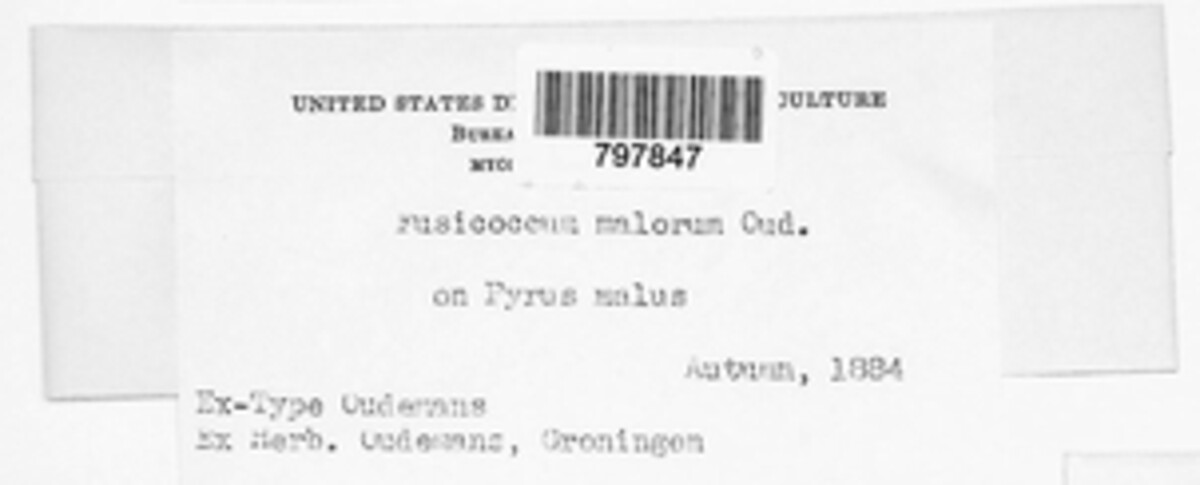 Fusicoccum malorum image